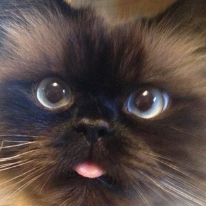 Meet your Posher, Kim